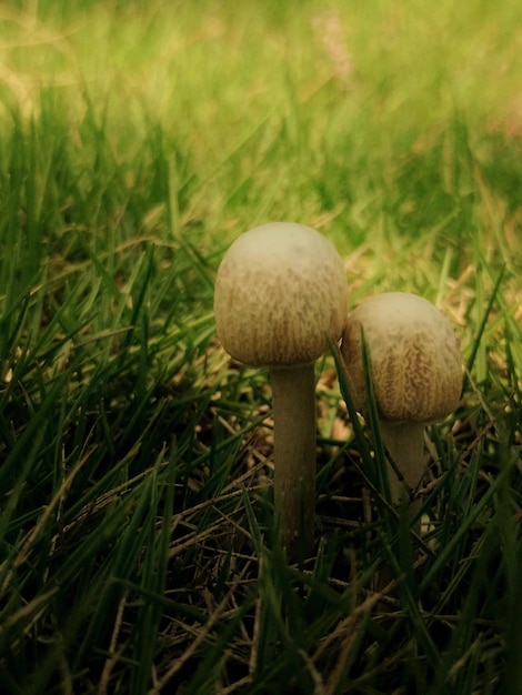 Photo vue rapprochée d'un champignon sur l'herbe