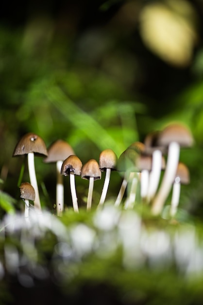 Photo vue rapprochée d'un champignon sur l'herbe