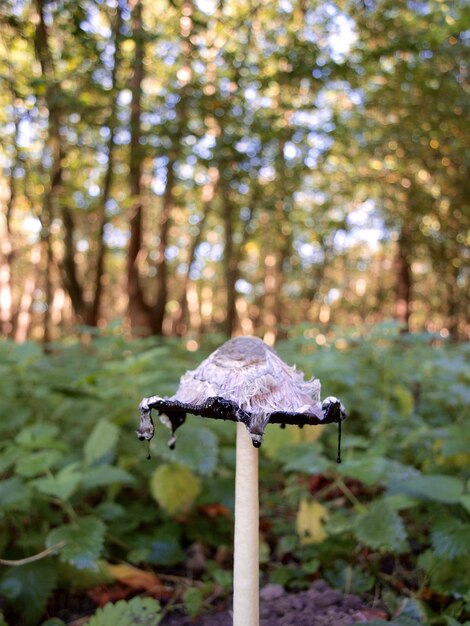 Vue rapprochée d'un champignon qui pousse sur un arbre dans la forêt