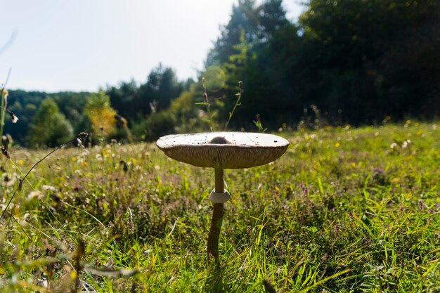 Photo vue rapprochée d'un champignon qui pousse sur le champ