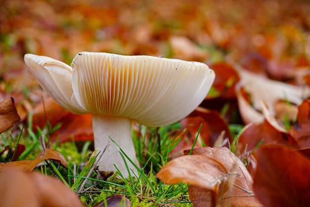 Photo vue rapprochée d'un champignon qui pousse sur le champ