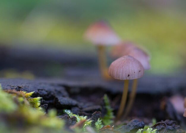 Vue rapprochée d'un champignon qui pousse sur le champ