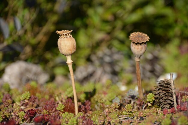 Photo vue rapprochée d'un champignon qui pousse sur le champ