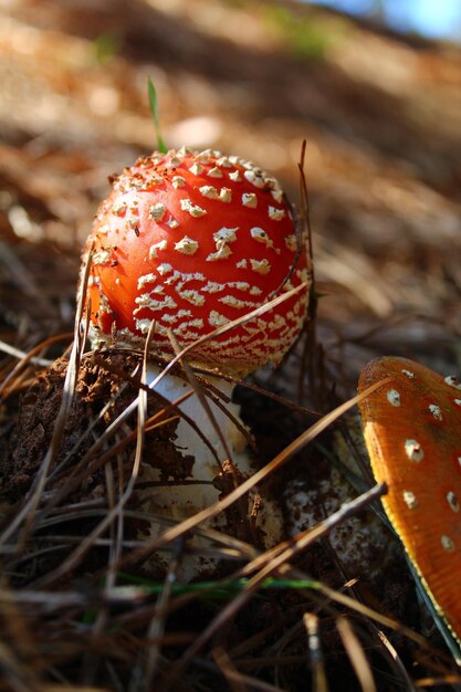 Photo vue rapprochée d'un champignon qui pousse sur le champ