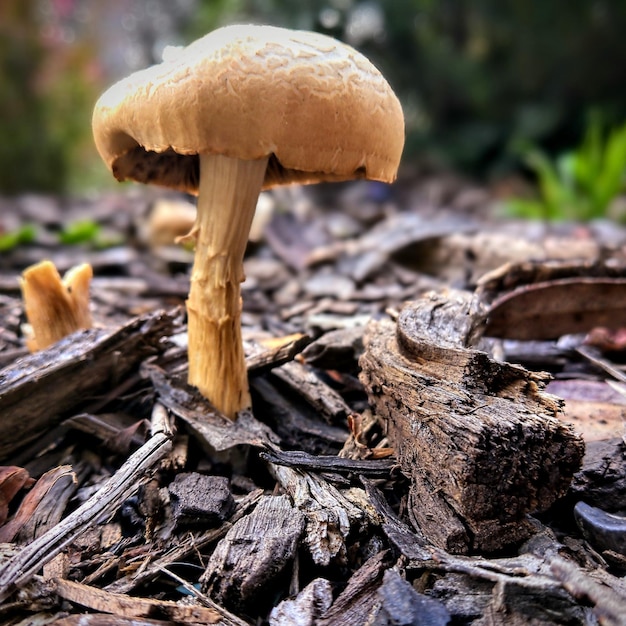 Photo vue rapprochée d'un champignon qui pousse sur le champ