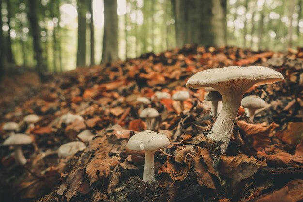 Vue rapprochée d'un champignon qui pousse sur le champ