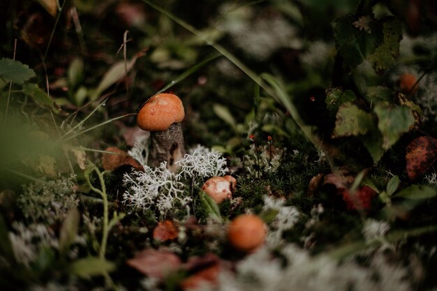 Photo vue rapprochée d'un champignon qui pousse sur le champ