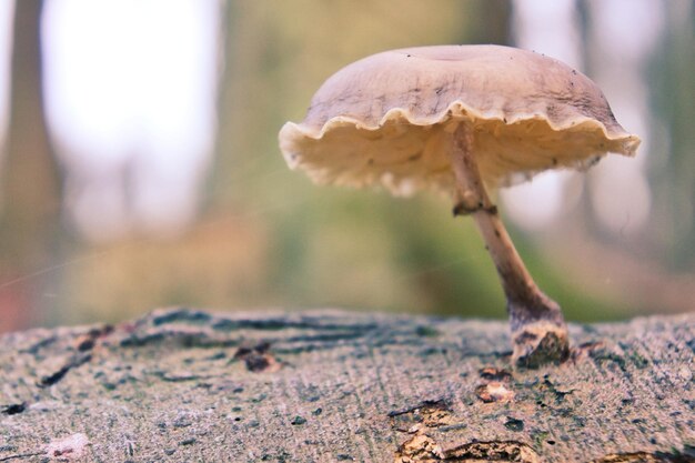 Vue rapprochée d'un champignon qui pousse sur terre