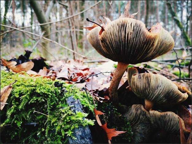 Photo vue rapprochée d'un champignon sauvage dans la forêt