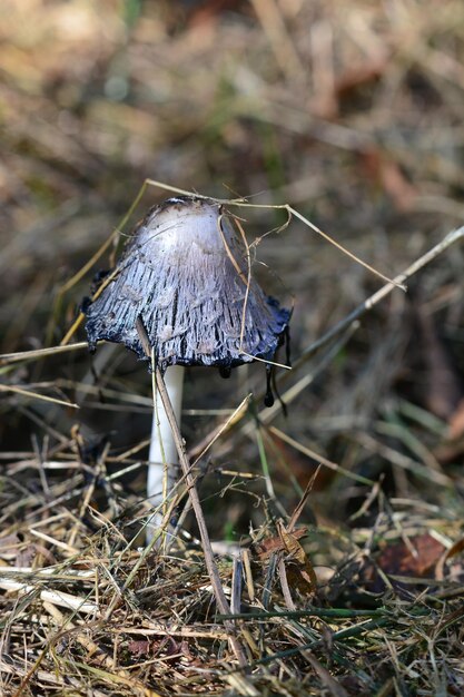 Photo vue rapprochée d'un champignon sec qui pousse sur le champ