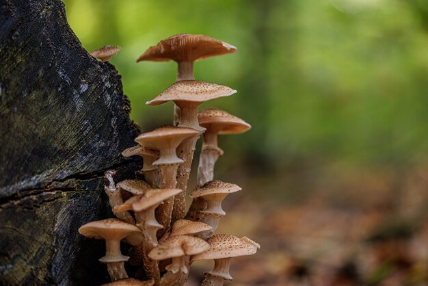 Vue rapprochée des champignons Armillaria ostoyae avec des points qui poussent sur le bois sur un fond flou