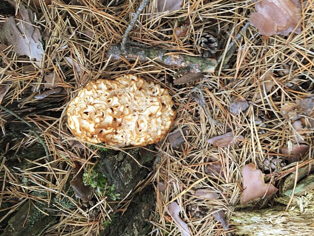 Photo vue rapprochée des champignons sur le champ