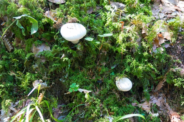 Vue rapprochée de champignons dans une forêt de montagne. Haute-Savoie, France