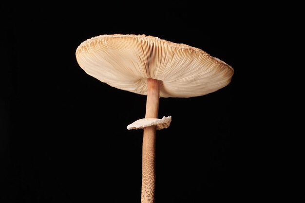 Photo vue rapprochée des champignons sur fond noir