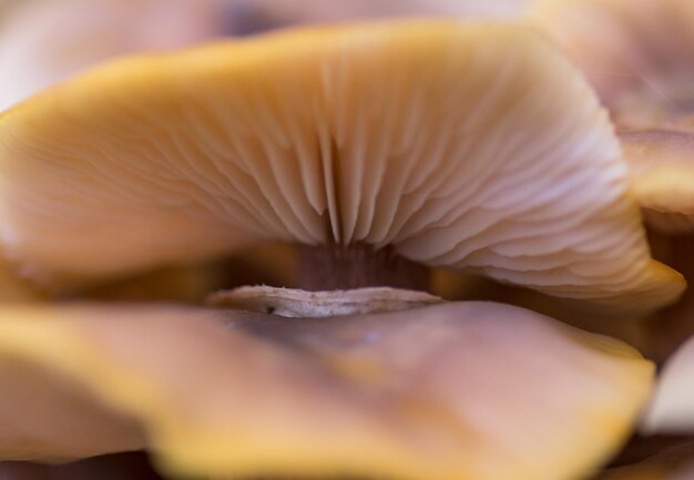 Photo vue rapprochée de champignons en plein air