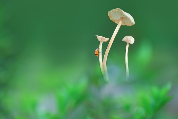 Photo vue rapprochée de champignons en plein air