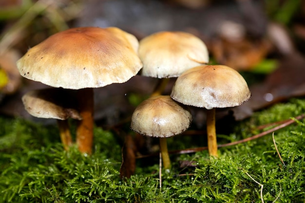 Vue rapprochée des champignons qui poussent sur le champ