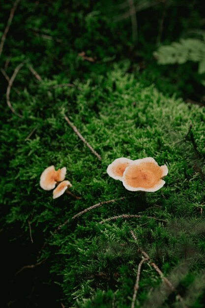 Photo vue rapprochée des champignons qui poussent sur le champ