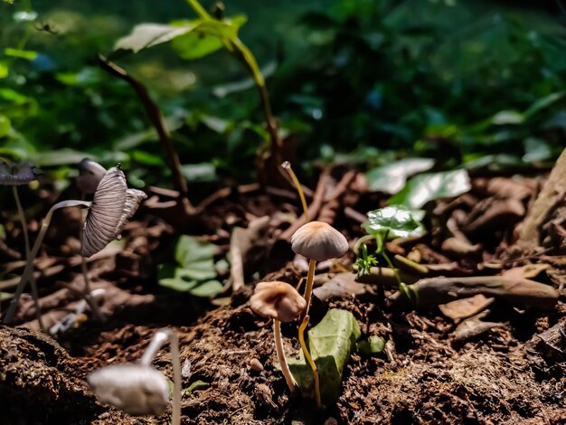 Photo vue rapprochée des champignons qui poussent sur le champ