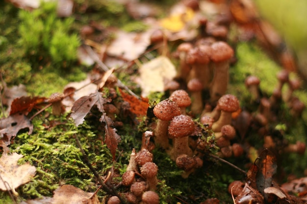 Photo vue rapprochée des champignons qui poussent sur le champ