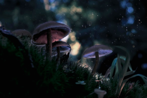 Vue rapprochée des champignons qui poussent sur le champ