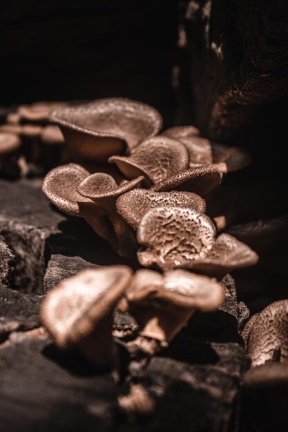 Photo vue rapprochée des champignons qui poussent à l'extérieur