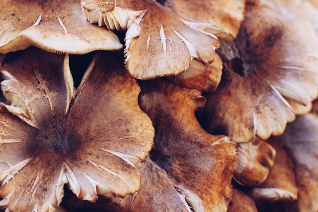 Photo vue rapprochée des champignons qui poussent sur la plante