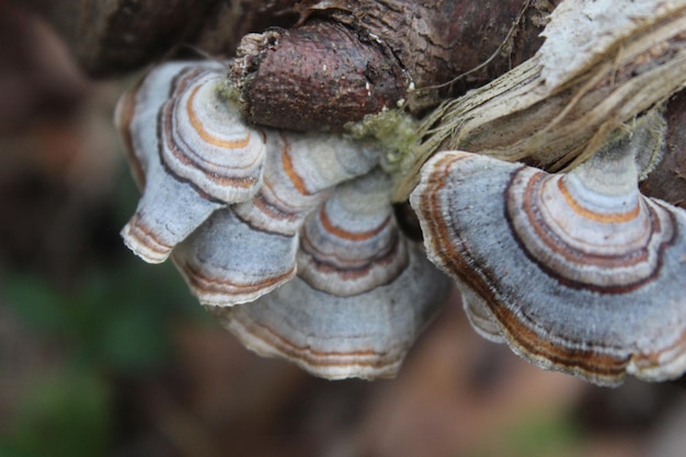 Vue rapprochée des champignons qui poussent sur le tronc d'un arbre
