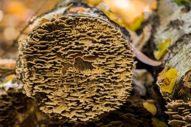 Photo vue rapprochée des champignons qui poussent sur le tronc d'un arbre