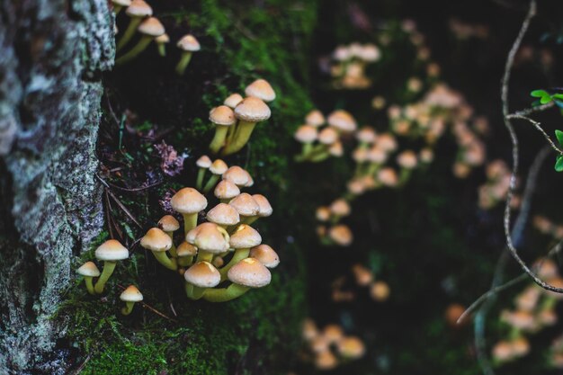 Photo vue rapprochée des champignons qui poussent sur le tronc d'un arbre