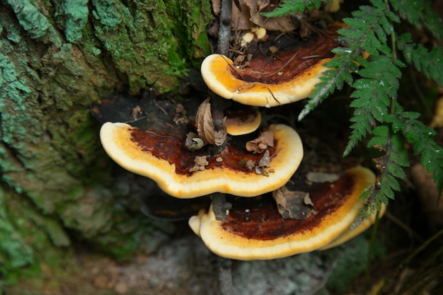 Vue rapprochée des champignons qui poussent sur le tronc d'un arbre