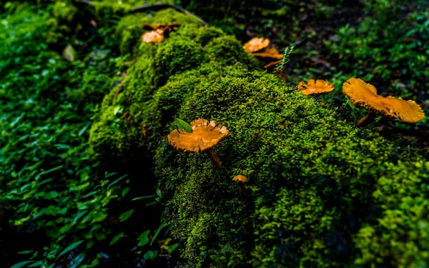 Vue rapprochée de champignons sauvages colorés pendant la saison de la mousson dans la forêt du Népal.