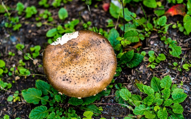 Vue rapprochée des champignons sauvages frais à la forêt de Rara, Mugu, Népal.
