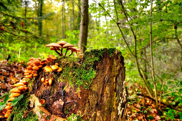 Photo vue rapprochée des champignons sur le tronc d'un arbre dans la forêt