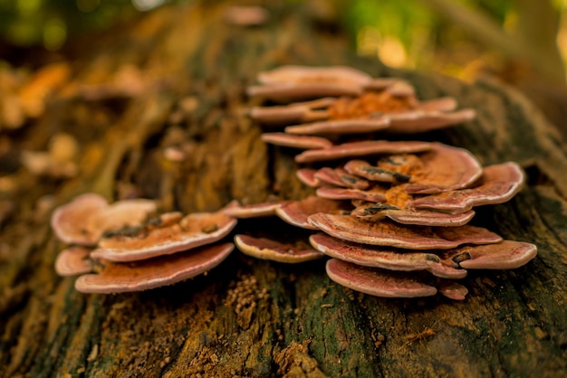 Photo vue rapprochée des champignons sur le tronc d'un arbre