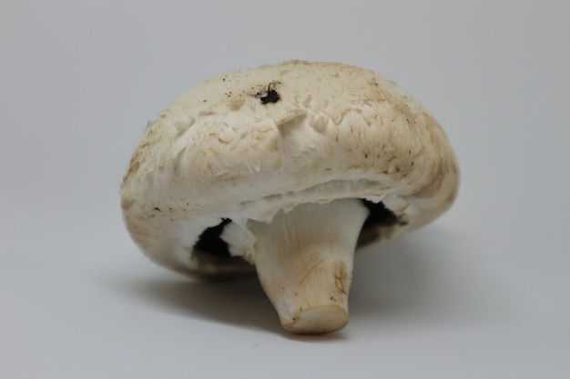 Vue rapprochée des champignons