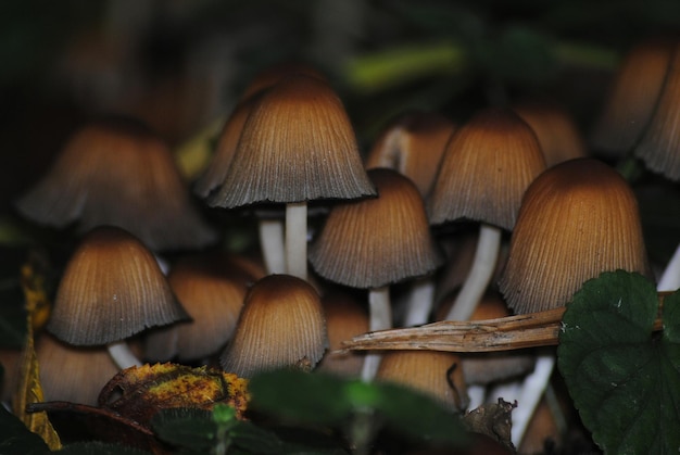 Photo vue rapprochée des champignons