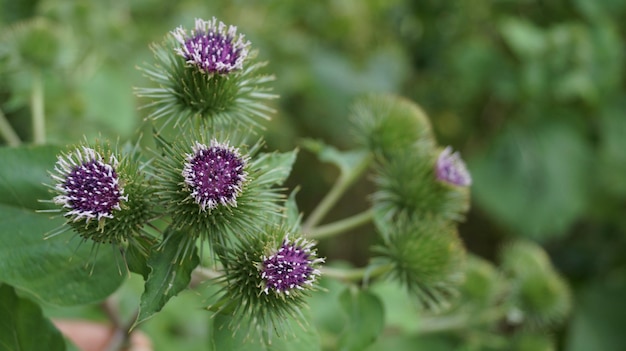 Photo vue rapprochée d'un chardon en fleurs à l'extérieur