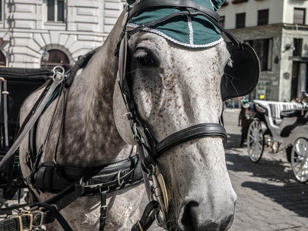 Photo vue rapprochée d'une charrette de chevaux dans la rue