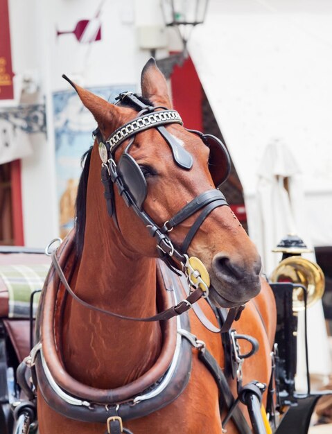 Vue rapprochée d'une charrette à chevaux