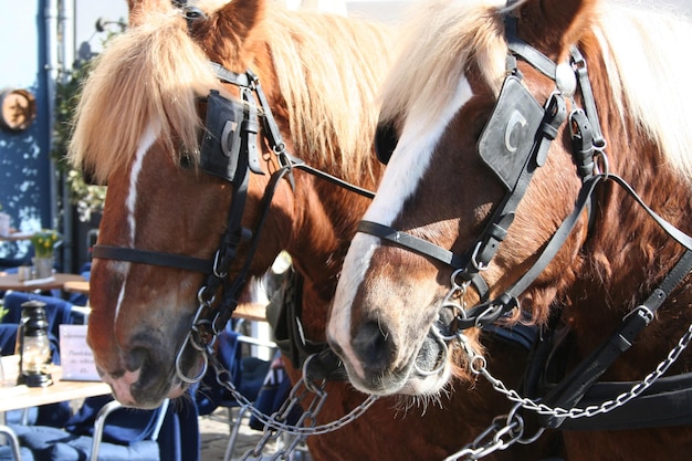 Vue rapprochée d'une charrette à chevaux