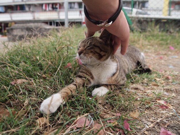 Photo vue rapprochée d'un chat allongé sur l'herbe