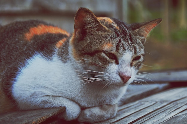 Photo vue rapprochée d'un chat assis à l'extérieur