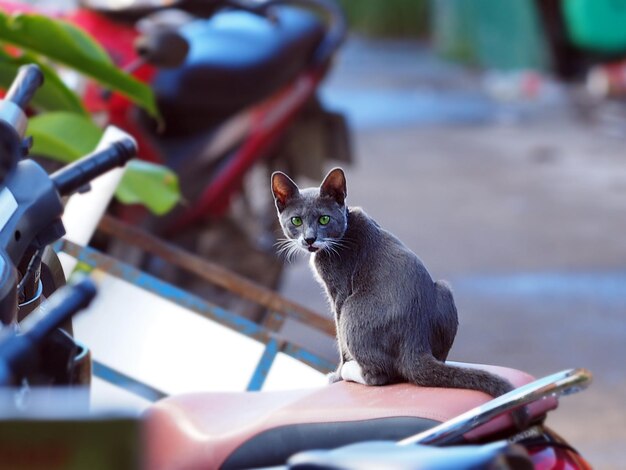 Photo vue rapprochée d'un chat assis à l'extérieur