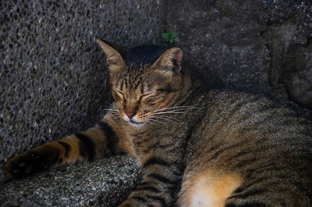 Vue rapprochée d'un chat au repos