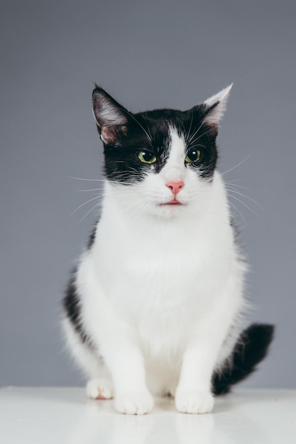 Vue rapprochée d'un chat sur un cube sur un fond gris