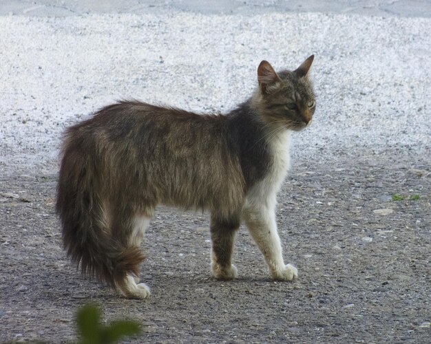 Photo vue rapprochée d'un chat debout dans la rue