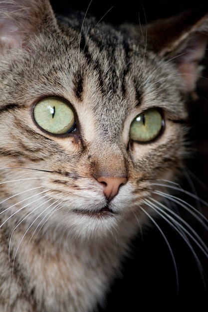 Vue rapprochée d&#39;un chat domestique gris.