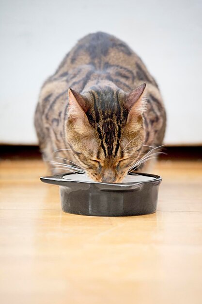 Photo vue rapprochée d'un chat qui mange de la nourriture