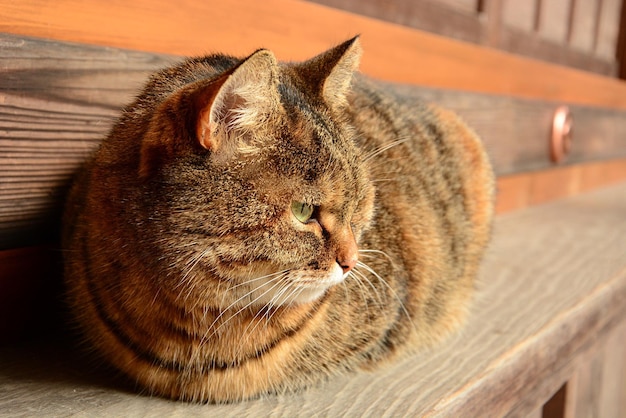 Photo vue rapprochée d'un chat qui se détend sur un banc